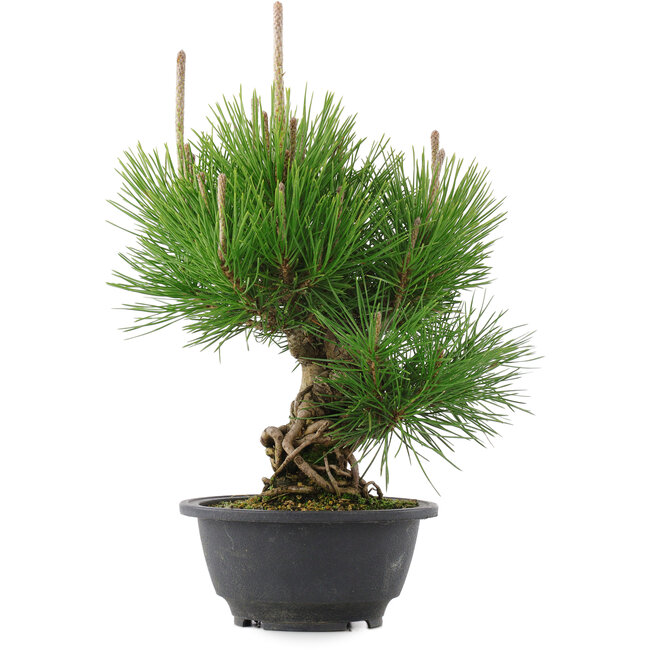Pinus thunbergii, 25 cm, ± 18 años