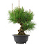 Pinus thunbergii, 25 cm, ± 18 years old