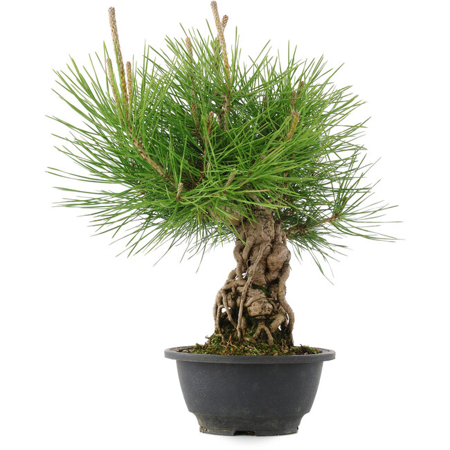 Pinus thunbergii, 30 cm, ± 18 years old