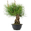 Pinus thunbergii, 30 cm, ± 18 years old