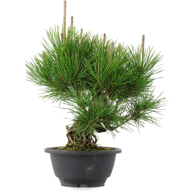 Pinus thunbergii, 25 cm, ± 18 años