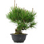 Pinus thunbergii, 25 cm, ± 18 years old