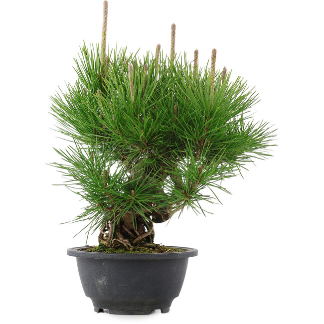 Pinus thunbergii, 25 cm, ± 18 jaar oud