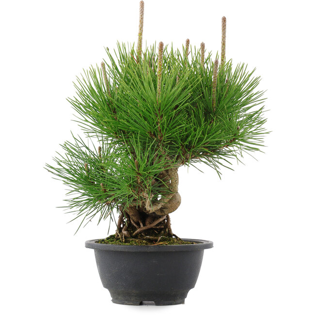 Pinus thunbergii, 25 cm, ± 18 años