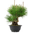 Pinus thunbergii, 25 cm, ± 18 years old