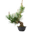 Pinus thunbergii, 36 cm, ± 18 years old