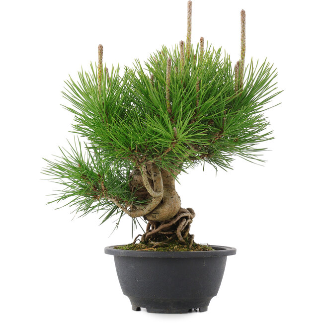 Pinus thunbergii, 25 cm, ± 18 años
