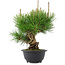 Pinus thunbergii, 25 cm, ± 18 years old