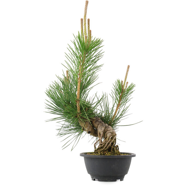 Pinus thunbergii, 36 cm, ± 18 ans