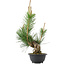 Pinus thunbergii, 36 cm, ± 18 years old