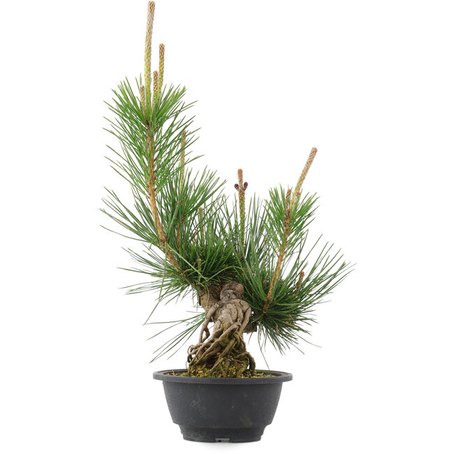 Pinus thunbergii, 36 cm, ± 18 ans