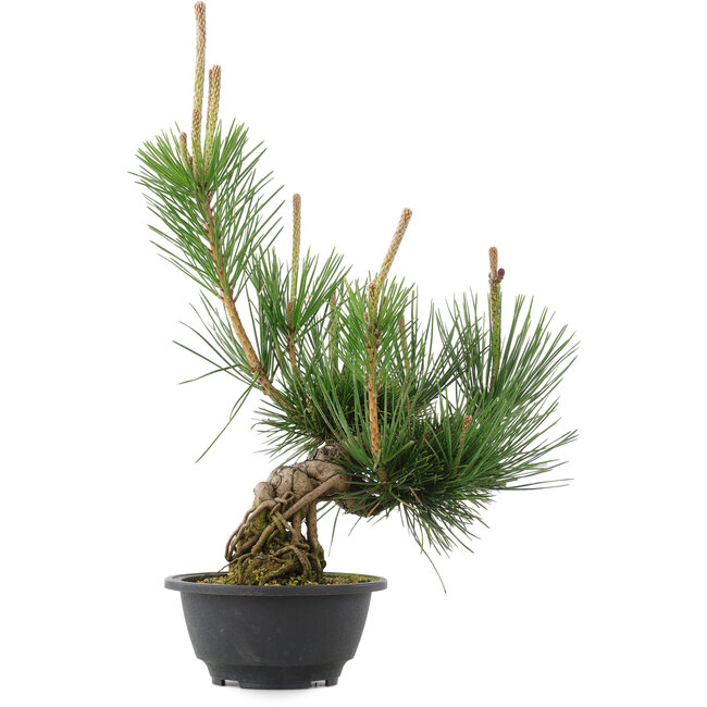 Pinus thunbergii, 36 cm, ± 18 Jahre alt