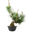 Pinus thunbergii, 36 cm, ± 18 years old