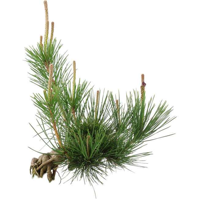 Pinus thunbergii, 36 cm, ± 18 years old