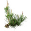 Pinus thunbergii, 36 cm, ± 18 anni