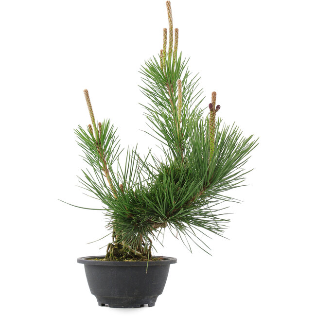 Pinus thunbergii, 36 cm, ± 18 años