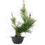 Pinus thunbergii, 36 cm, ± 18 years old