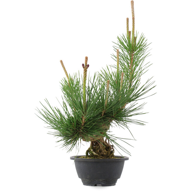 Pinus thunbergii, 36 cm, ± 18 jaar oud