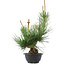 Pinus thunbergii, 36 cm, ± 18 years old