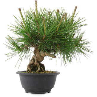 Pinus thunbergii, 25 cm, ± 18 years old