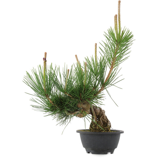 Pinus thunbergii, 36 cm, ± 18 Jahre alt