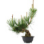 Pinus thunbergii, 36 cm, ± 18 years old
