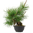 Pinus thunbergii, 31,5 cm, ± 18 jaar oud