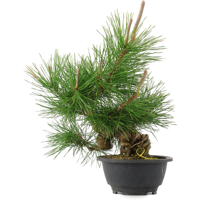 Pinus thunbergii, 31,5 cm, ± 18 jaar oud