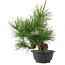 Pinus thunbergii, 31,5 cm, ± 18 jaar oud