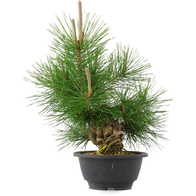 Pinus thunbergii, 31,5 cm, ± 18 anni