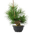 Pinus thunbergii, 31,5 cm, ± 18 jaar oud