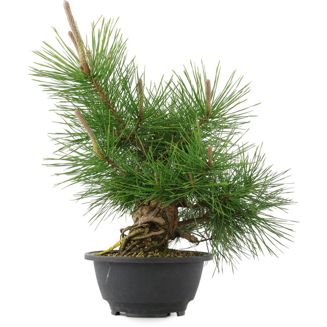 Pinus thunbergii, 31,5 cm, ± 18 ans