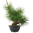 Pinus thunbergii, 31,5 cm, ± 18 jaar oud