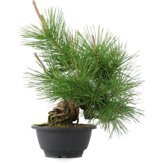 Pinus thunbergii, 31,5 cm, ± 18 anni