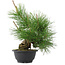 Pinus thunbergii, 31,5 cm, ± 18 jaar oud