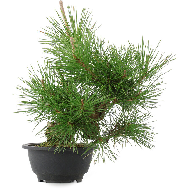 Pinus thunbergii, 31,5 cm, ± 18 years old