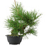 Pinus thunbergii, 31,5 cm, ± 18 jaar oud
