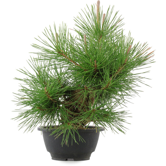 Pinus thunbergii, 31,5 cm, ± 18 años