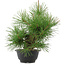 Pinus thunbergii, 31,5 cm, ± 18 jaar oud