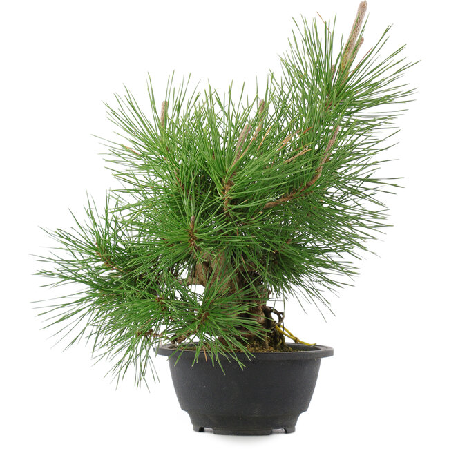 Pinus thunbergii, 31,5 cm, ± 18 ans
