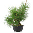 Pinus thunbergii, 31,5 cm, ± 18 jaar oud