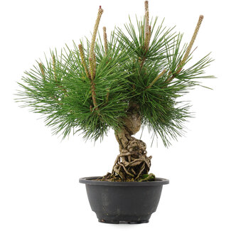 Pinus thunbergii, 29,5 cm, ± 18 years old