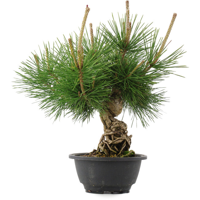 Pinus thunbergii, 29,5 cm, ± 18 years old