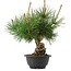 Pinus thunbergii, 29,5 cm, ± 18 jaar oud