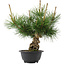 Pinus thunbergii, 29,5 cm, ± 18 jaar oud