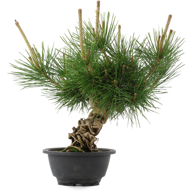 Pinus thunbergii, 29,5 cm, ± 18 Jahre alt