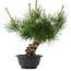 Pinus thunbergii, 29,5 cm, ± 18 years old