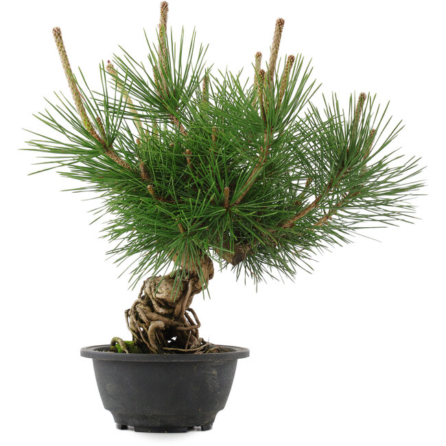 Pinus thunbergii, 29,5 cm, ± 18 years old