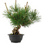 Pinus thunbergii, 29,5 cm, ± 18 years old