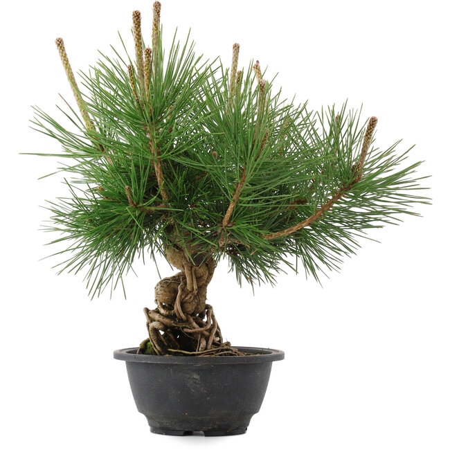 Pinus thunbergii, 29,5 cm, ± 18 years old